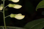 Apalachicola wild indigo